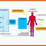 Thermoregulation - Mensch Fuer Regelkreis Körpertemperatur Arbeitsblatt