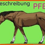 Tierbeschreibung Pferd - Beispiel FÃ¼r Die NÃ¤chste Klassenarbeit Fuer Arbeitsblatt Pferd Biologie