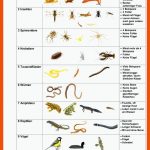 TierbestimmungsschlÃ¼ssel Fuer Beine Insekten Arbeitsblatt