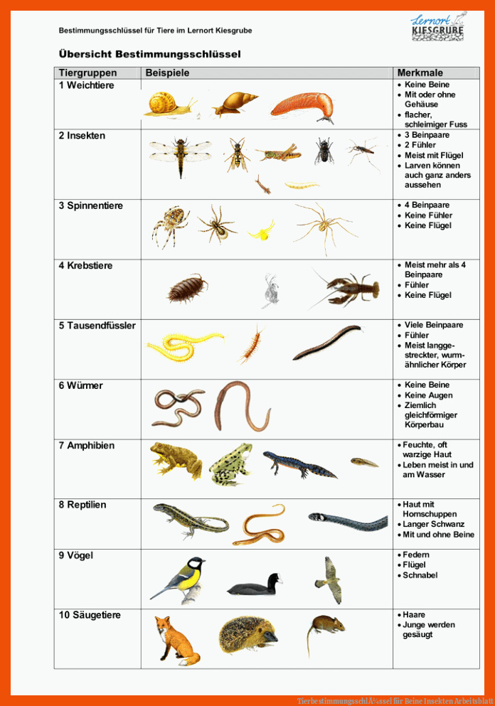 TierbestimmungsschlÃ¼ssel für beine insekten arbeitsblatt