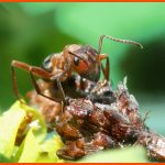 Tiere Des Waldes: Rote Waldameise - Mundo Fuer Rote Waldameise Arbeitsblatt