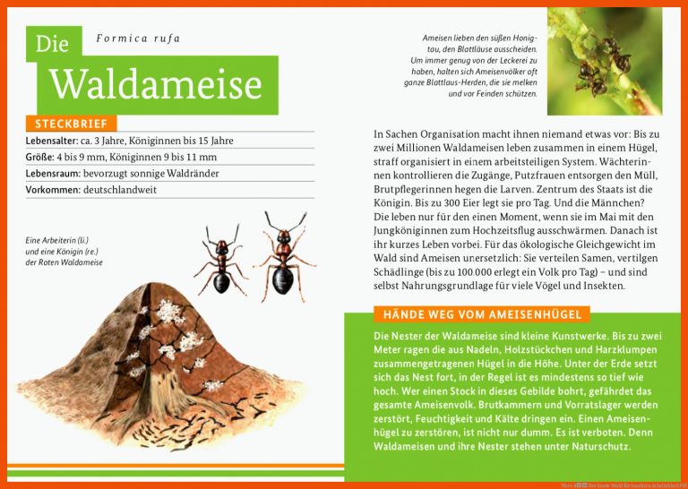 Tiere â Der bunte Wald für insekten arbeitsblatt pdf