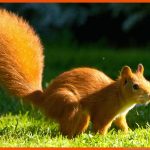 Tiere Im Wald: Tiere Im Wald - Tierwelt - Natur - Planet Wissen Fuer Arbeitsblatt Eichhörnchen Beschriften