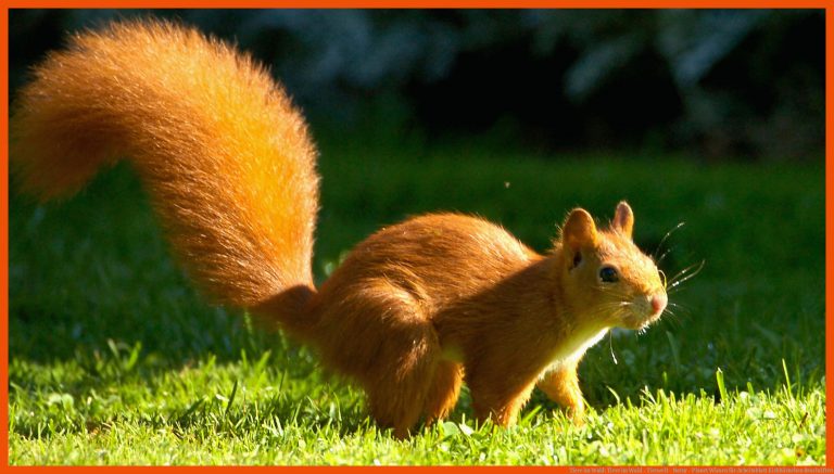 Tiere im Wald: Tiere im Wald - Tierwelt - Natur - Planet Wissen für arbeitsblatt eichhörnchen beschriften