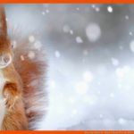 Tiere Im Winter Â» Tipps & Ideen FÃ¼r Ein Ã¶kologisches ... Fuer Tiere Im Winter Kindergarten Arbeitsblätter
