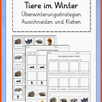 Tiere Im Winter: Strategien Zuordnen (ausschneiden Und Kleben ... Fuer Tiere Im Winter Kindergarten Arbeitsblätter
