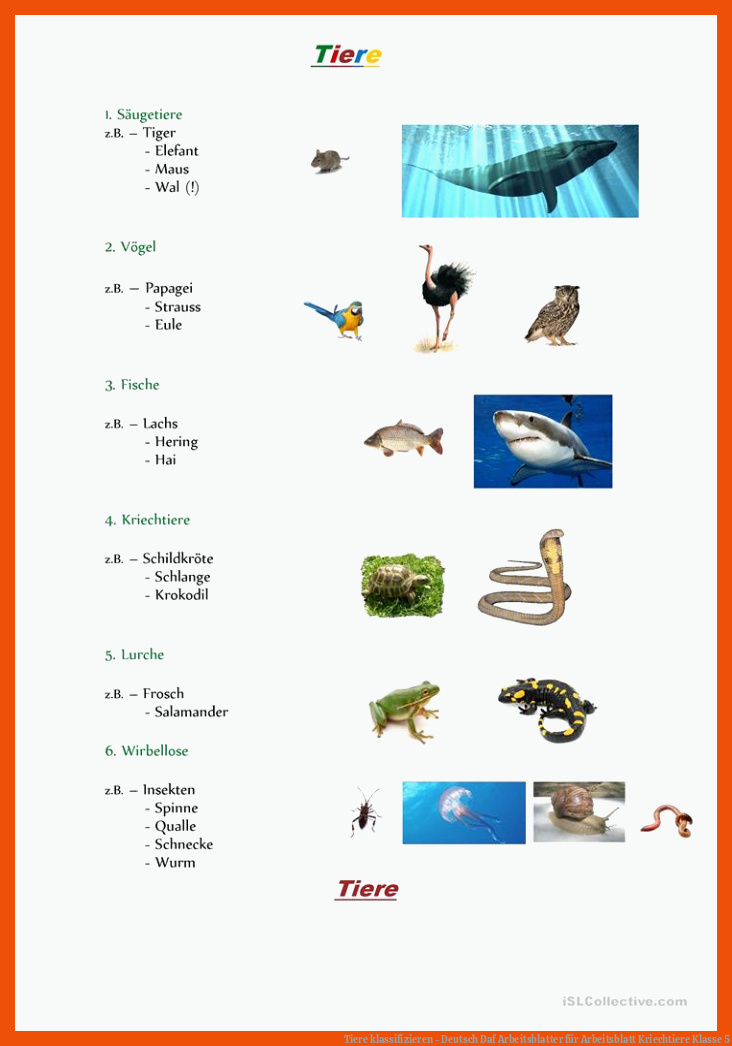 Tiere klassifizieren - Deutsch Daf Arbeitsblatter für arbeitsblatt kriechtiere klasse 5