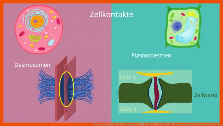 Tierische Und Pflanzliche Zelle Im Vergleich â¢ Tabelle Â· [mit Video] Fuer Differenzierung Bei Tierischen Zellen Arbeitsblatt