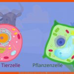 Tierische Und Pflanzliche Zelle Im Vergleich â¢ Tabelle Â· [mit Video] Fuer Vergleich Tierische Und Pflanzliche Zelle Arbeitsblatt Lösungen