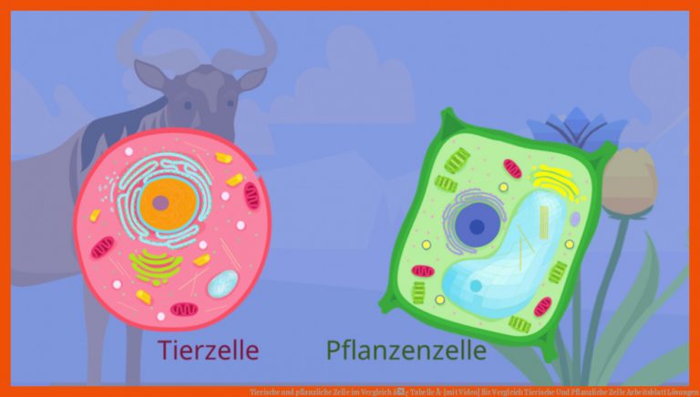 Tierische und pflanzliche Zelle im Vergleich â¢ Tabelle Â· [mit Video] für vergleich tierische und pflanzliche zelle arbeitsblatt lösungen