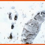 Tierspuren Im Schnee Â» Wer Stapft Hier Durch Den Winter? Fuer Tierspuren Arbeitsblatt