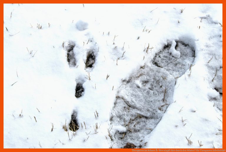 Tierspuren im Schnee Â» Wer stapft hier durch den Winter? für tierspuren arbeitsblatt