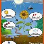 Tolle Malvorlage Photosynthese Unterricht Umwelt Kostenlose ... Fuer Photosynthese Arbeitsblatt Pdf