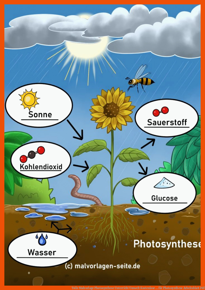 Tolle Malvorlage Photosynthese | Unterricht Umwelt | Kostenlose ... für photosynthese arbeitsblatt pdf