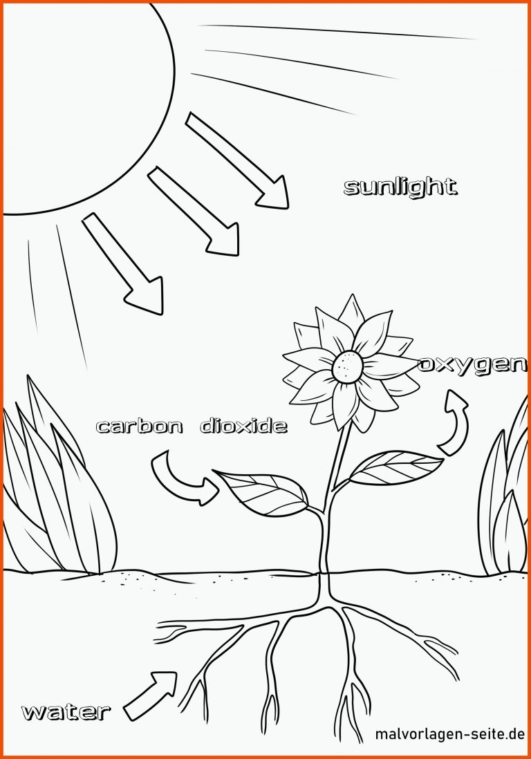 Tolle Malvorlage Photosynthese | Unterricht Umwelt | Kostenlose ... für photosynthese arbeitsblatt pdf