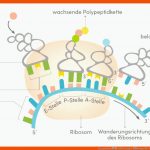 Translation â ErklÃ¤rung & Ãbungen Fuer Vom Gen Zum Merkmal Arbeitsblatt