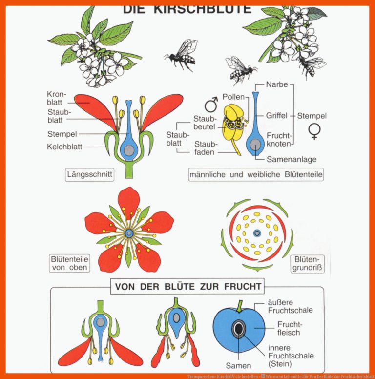 Transparent Zur KirschblÃ¼te Bestellen × Wiemann Lehrmittel Fuer Von Der Blüte Zur Frucht Arbeitsblatt