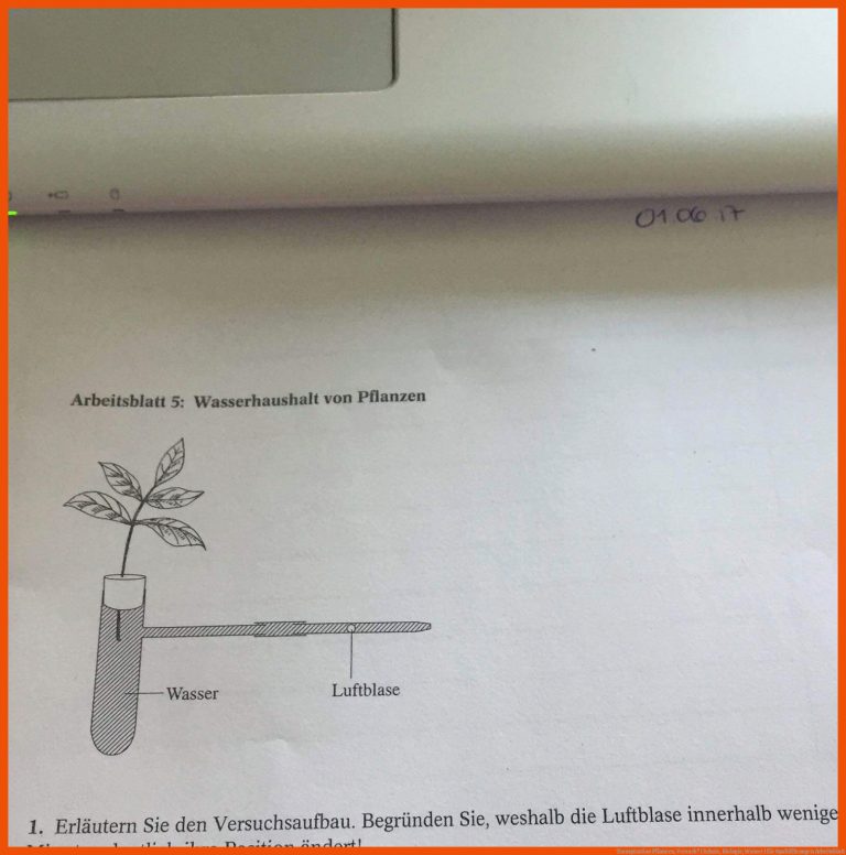 Transpiration Pflanzen, Versuch? (Schule, Biologie, Wasser) für spaltöffnungen arbeitsblatt