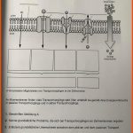 TransportvorgÃ¤nge An Biomembranen? (schule, Biologie, Bio) Fuer Stofftransport Durch Biomembran Arbeitsblatt