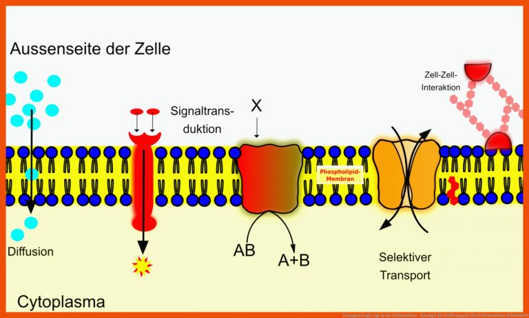 TransportvorgÃ¤nge in der Zellmembran - Zytologie für stofftransport durch biomembran arbeitsblatt