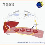 Tropeninstitut - Malaria - Ãbertragung Fuer Weiblicher Zyklus Arbeitsblatt