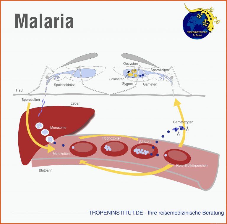 Tropeninstitut - Malaria - Ãbertragung für weiblicher zyklus arbeitsblatt