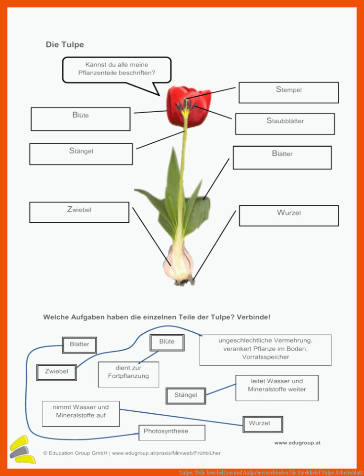 Tulpe: Teile beschriften und Aufgaben verbinden für steckbrief tulpe arbeitsblatt