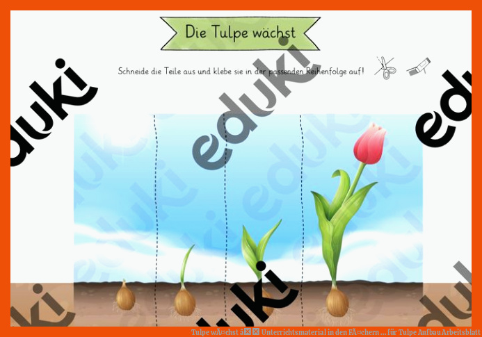 Tulpe wÃ¤chst â Unterrichtsmaterial in den FÃ¤chern ... für tulpe aufbau arbeitsblatt