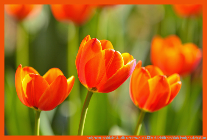 Tulpen im Steckbrief Â» Alle Merkmale im Ãberblick für steckbrief tulpe arbeitsblatt