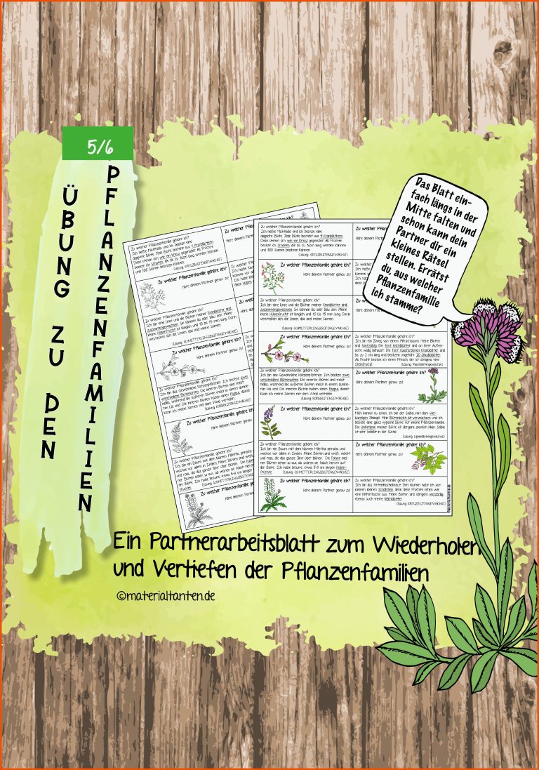 Ãbung Zur Den Pflanzenfamilien [digital] Fuer Blütenpflanzen Klasse 5 Arbeitsblatt