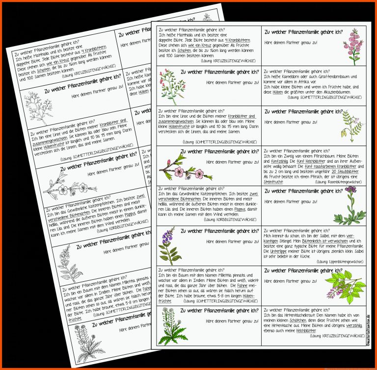 Ãbung zur den Pflanzenfamilien [Digital] für blütenpflanzen klasse 5 arbeitsblatt