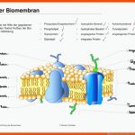 Ãbungen Biomembran Aufbau - Docsity Fuer Biomembran Aufbau Arbeitsblatt