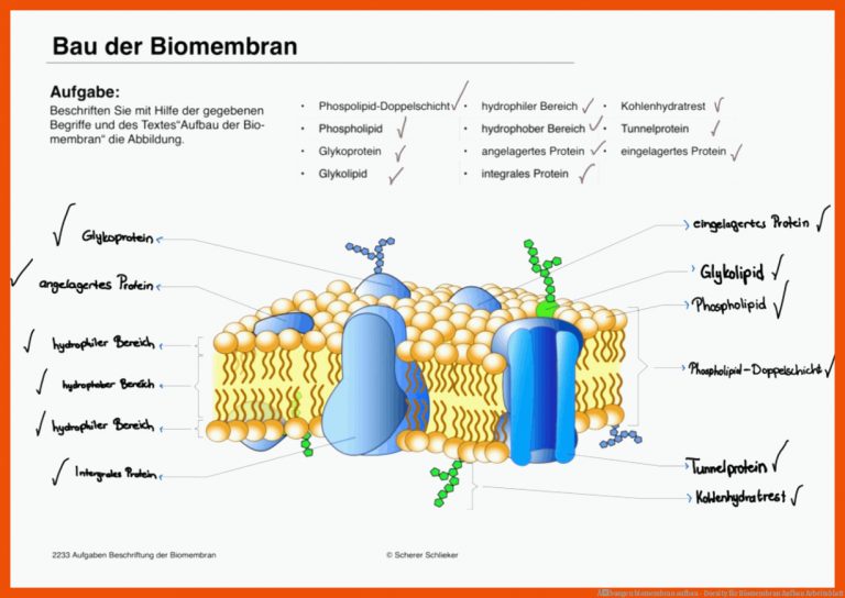 Ãbungen biomembran aufbau - Docsity für biomembran aufbau arbeitsblatt