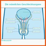 ÃbungsblÃ¤tter Aufklaerungsstunde Fuer Männliche Geschlechtsorgane Arbeitsblatt