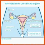 ÃbungsblÃ¤tter Aufklaerungsstunde Fuer Menstruationszyklus Der Weibliche Zyklus Arbeitsblatt Lösungen