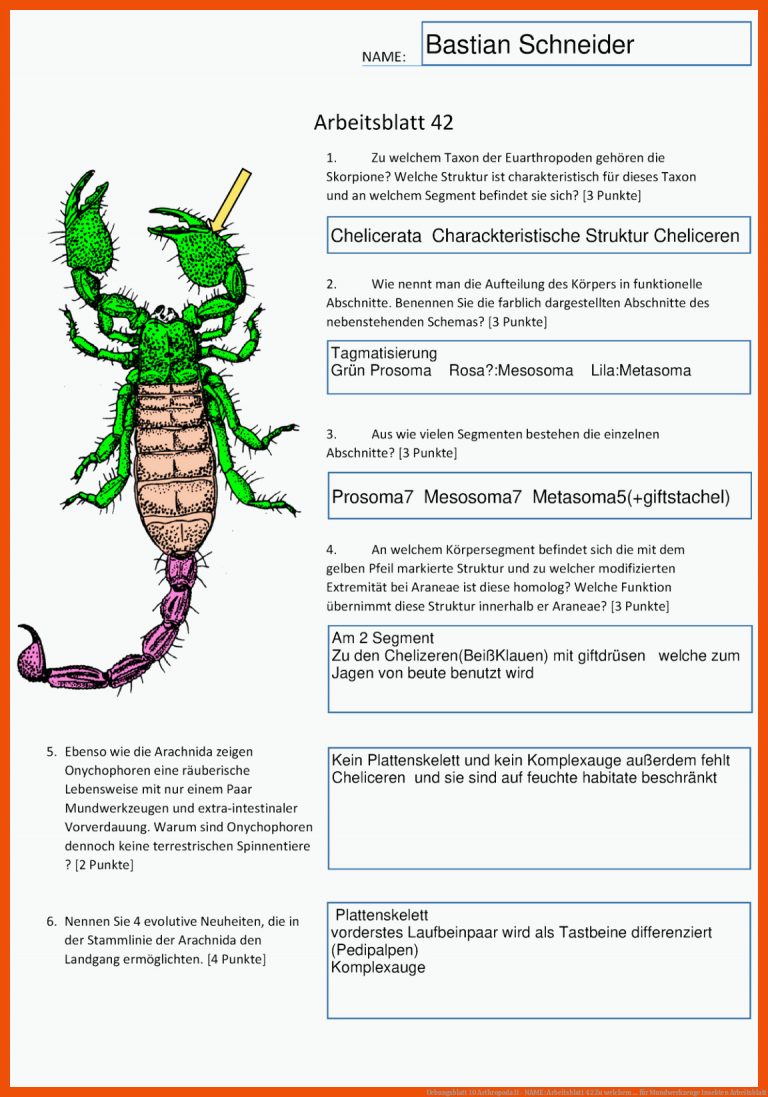 Uebungsblatt 10 Arthropoda II - NAME: Arbeitsblatt 42 Zu welchem ... für mundwerkzeuge insekten arbeitsblatt