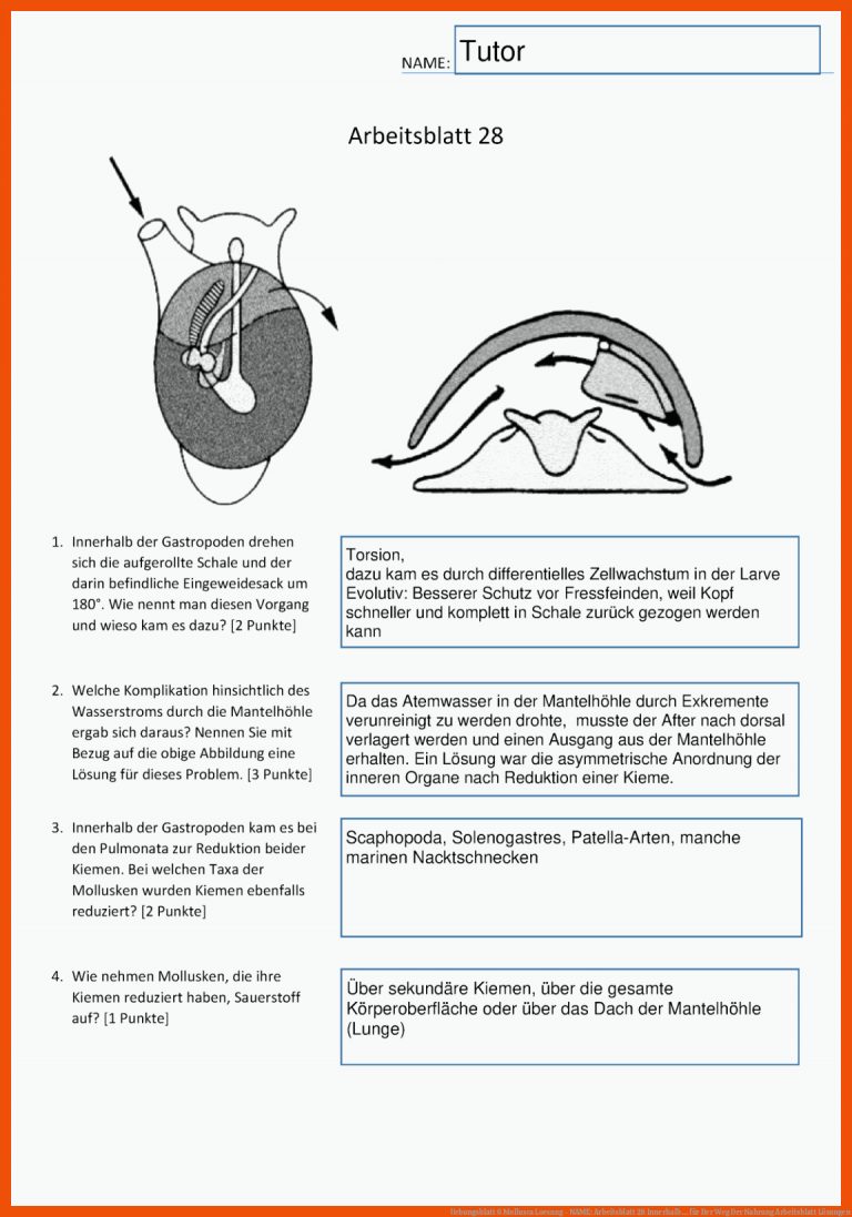 Uebungsblatt 6 Mollusca Loesung - NAME: Arbeitsblatt 28 Innerhalb ... für der weg der nahrung arbeitsblatt lösungen
