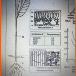 Umweltfaktor Wasser forum Biologie Fuer sonnenblatt Schattenblatt Arbeitsblatt