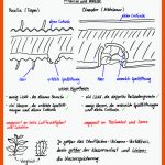 Unterrichtsgang: Pflanzen Und Wasser Fuer Sind Pflanzen Lebewesen Arbeitsblatt