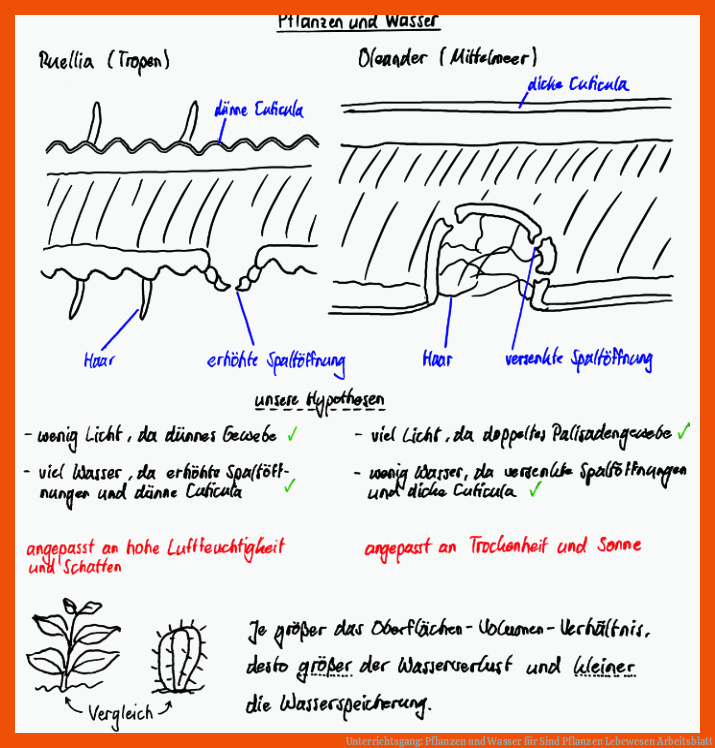 Unterrichtsgang: Pflanzen und Wasser für sind pflanzen lebewesen arbeitsblatt
