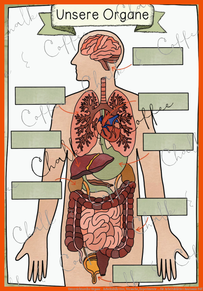 Unterrichtsreihe Organe - ArbeitsblÃ¤tter, Versuche, Experimente ... für arbeitsblätter anatomie pdf