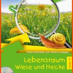Unterrichtsreihe Zum sofort-loslegen - Lebensraum Wiese Und Hecke - Klasse 1/2 Fuer Lebensraum Hecke Arbeitsblatt