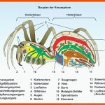 Unterrichtssoftware BauplÃ¤ne Der Tiere Schullizenz Fuer Spinnen Körperbau Arbeitsblatt