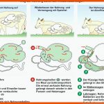 Unterrichtssoftware Das Rind Privatlizenz Fuer Gebiss Rind Arbeitsblatt