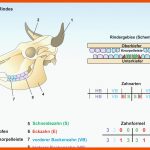 Unterrichtssoftware Das Rind Privatlizenz Fuer Gebiss Rind Arbeitsblatt