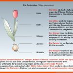 Unterrichtssoftware Die Tulpe Privatlizenz Fuer Tulpe Aufbau Arbeitsblatt