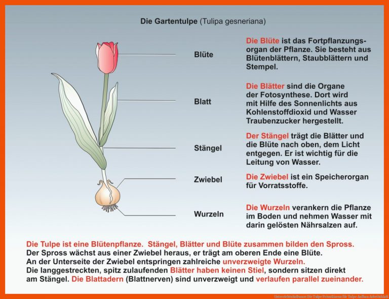 UnterrichtsSoftware Die Tulpe Privatlizenz für tulpe aufbau arbeitsblatt