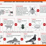 Unterrichtsstunde 5: ordnung In Die BiodiversitÃ¤t Bringen: Wie ... Fuer Beine Insekten Arbeitsblatt