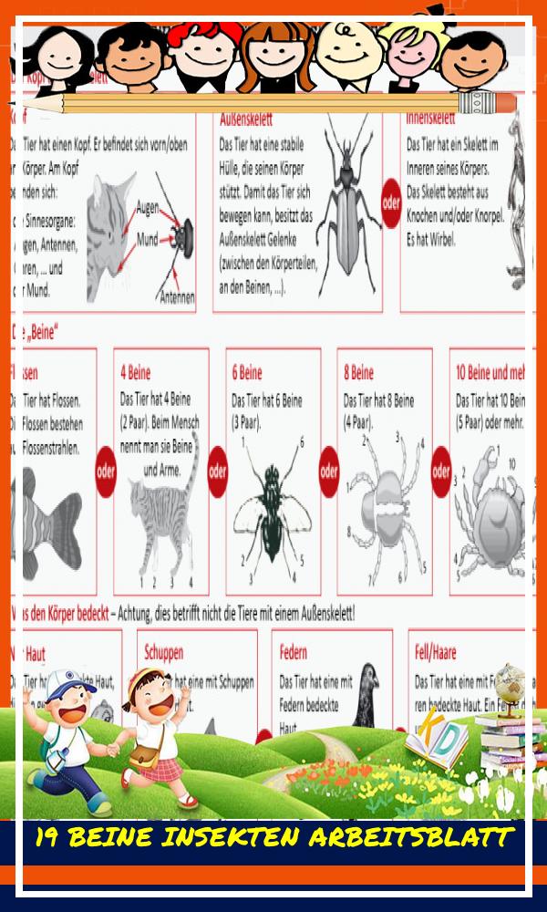 19 Beine Insekten Arbeitsblatt