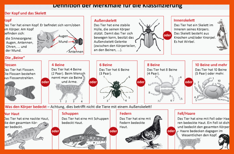 Unterrichtsstunde 5: Ordnung in die BiodiversitÃ¤t bringen: Wie ... für beine insekten arbeitsblatt
